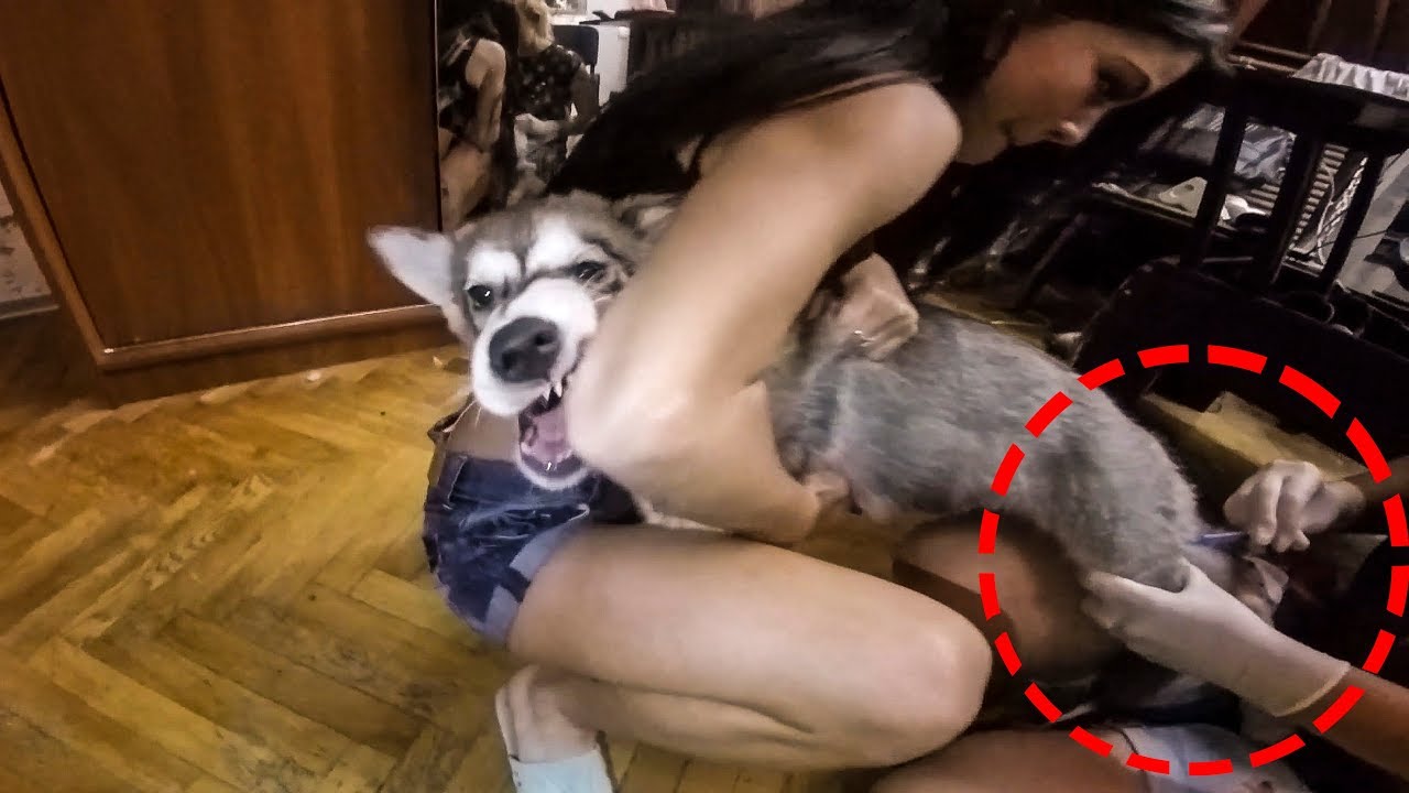 Видео Голой Собаки